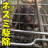 奈良県生駒市　大阪府大阪狭山市　ネズミ駆除